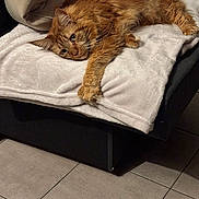 Safran participe au concours pour gagner de l'argent avec cette photo : animal, blanket, cat, couch, cozy, cute, domestic_cat, ears, fluffy, fur, furniture, indoor, living_room, orange_cat, paw, pet, relaxed, resting, tile_floor, whiskers