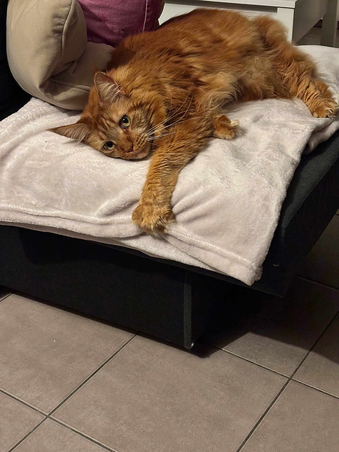 Safran participe au concours pour gagner de l'argent avec cette photo : animal, blanket, cat, couch, cozy, cute, domestic_cat, ears, fluffy, fur, furniture, indoor, living_room, orange_cat, paw, pet, relaxed, resting, tile_floor, whiskers