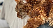Safran participe au concours pour gagner de l'argent avec cette photo : animal, blanket, cat, closeup, comfortable, couch, cozy, fur, furry, home, indoor, mammal, nap, orange_cat, paw, pet, relaxation, resting, sleeping, whiskers