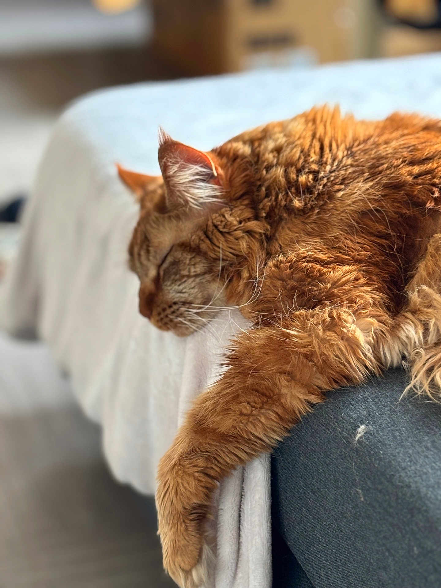 Safran participe au concours pour gagner de l'argent avec cette photo : animal, blanket, cat, closeup, comfortable, couch, cozy, fur, furry, home, indoor, mammal, nap, orange_cat, paw, pet, relaxation, resting, sleeping, whiskers