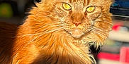 Safran participe au concours pour gagner de l'argent avec cette photo : animal, blurred_background, cat, close_up, cute, domestic_cat, ears, feline, fluffy, ginger_cat, golden_eyes, indoor, long_hair, mammal, orange_fur, pet, portrait, soft_light, sunlight, whiskers
