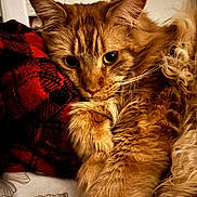 Safran a rejoint le concours — aidez-le/la à gagner de superbes lots ! cat, orange_cat, fluffy, close_up, paw, bed, red_checkered_fabric, relaxed, feline, pet, whiskers, fur, indoor, cozy, comfort, animal, cute, portrait, resting, soft_lighting