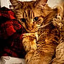 cat, orange_cat, fluffy, close_up, paw, bed, red_checkered_fabric, relaxed, feline, pet, whiskers, fur, indoor, cozy, comfort, animal, cute, portrait, resting, soft_lighting