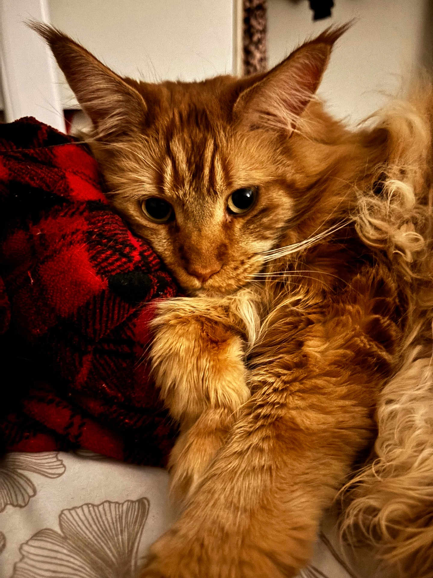 Safran a rejoint le concours — aidez-le/la à gagner de superbes lots ! cat, orange_cat, fluffy, close_up, paw, bed, red_checkered_fabric, relaxed, feline, pet, whiskers, fur, indoor, cozy, comfort, animal, cute, portrait, resting, soft_lighting