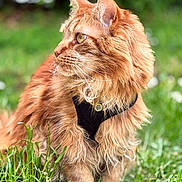 Safran a rejoint le concours — aidez-le/la à gagner de superbes lots ! animal, blurred_background, cat, closeup, curious, ears, feline, fluffy, grass, greenery, harness, long_hair, looking_sideways, nature, orange_cat, outdoor, pet, portrait, soft_light, whiskers