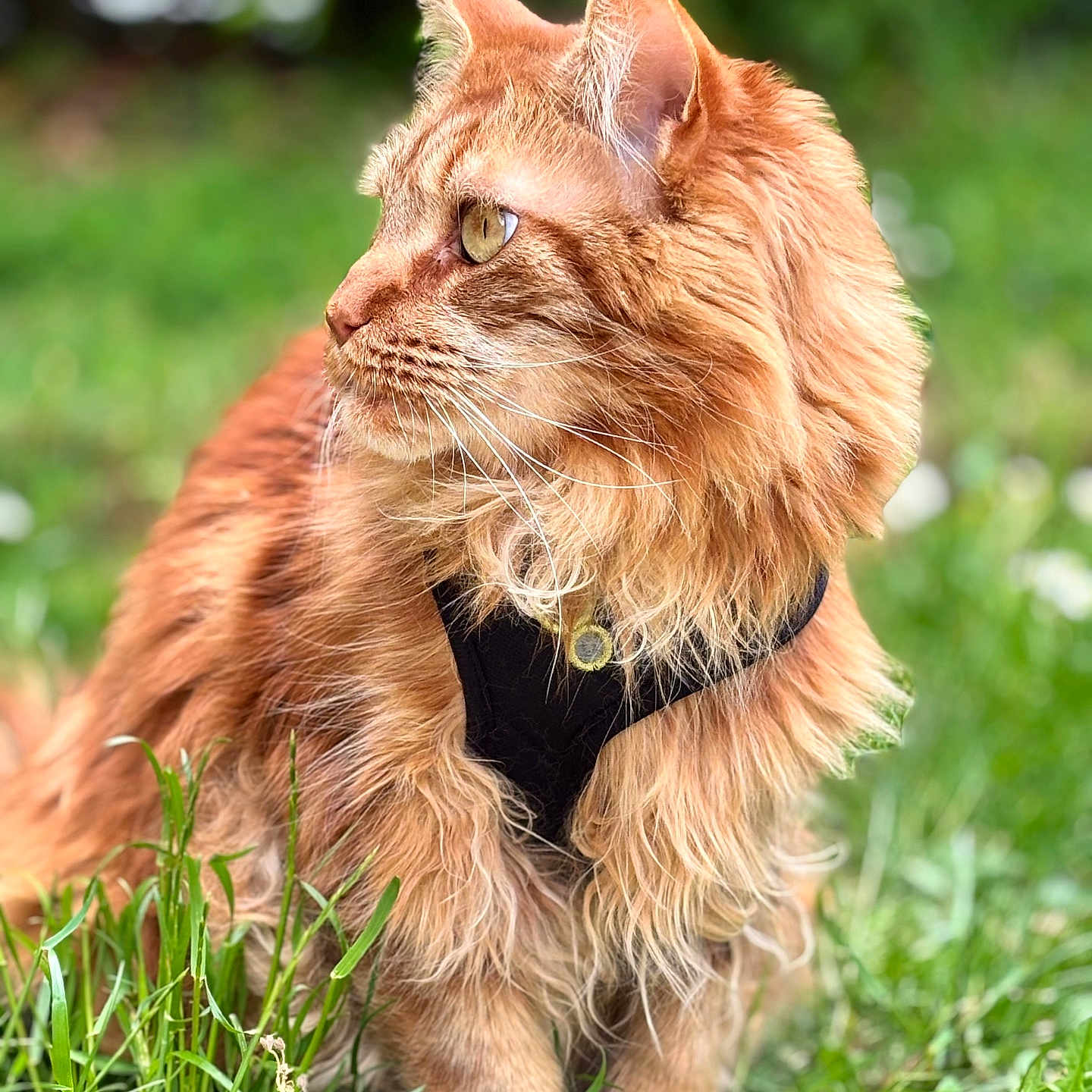 Safran a rejoint le concours — aidez-le/la à gagner de superbes lots ! animal, blurred_background, cat, closeup, curious, ears, feline, fluffy, grass, greenery, harness, long_hair, looking_sideways, nature, orange_cat, outdoor, pet, portrait, soft_light, whiskers