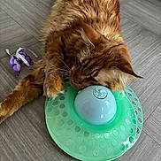 Safran participe au concours pour gagner de l'argent avec cette photo : animal, butterfly_toy, cat, closeup, curious, domestic_cat, engaged, floor, floor_tile, fur, indoor, interactive_toy, orange_tabby, paws, pet, playful, relaxed, resting, toy, whiskers