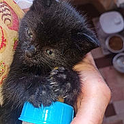 Zorro participe au concours pour gagner de l'argent avec cette photo : black_cat, kitten, cat, animal, feline, sleepy, bottle, feeding, hand, person, fur, whiskers, ears, eyes, indoor, close_up, pet, cuddling, baby_bottle, portrait