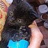 black_cat, kitten, cat, animal, feline, sleepy, bottle, feeding, hand, person, fur, whiskers, ears, eyes, indoor, close_up, pet, cuddling, baby_bottle, portrait