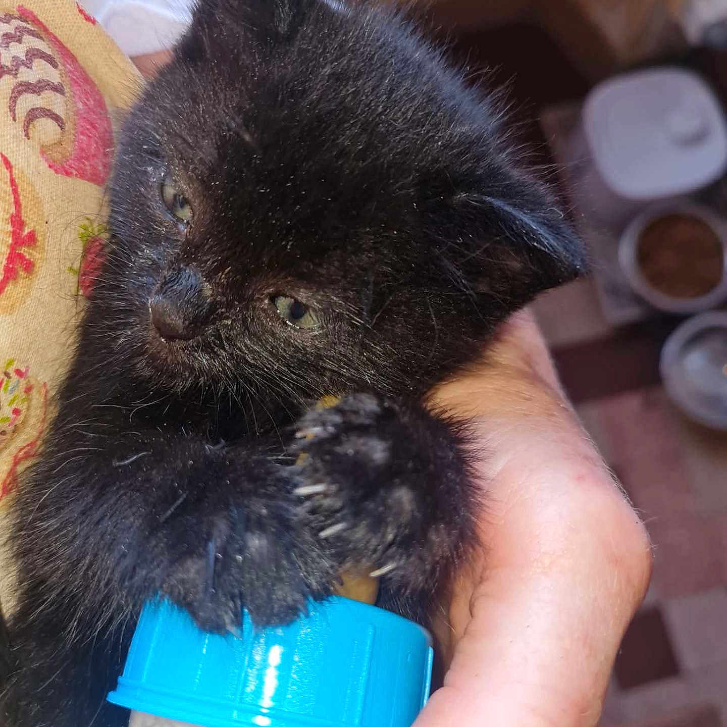 Zorro