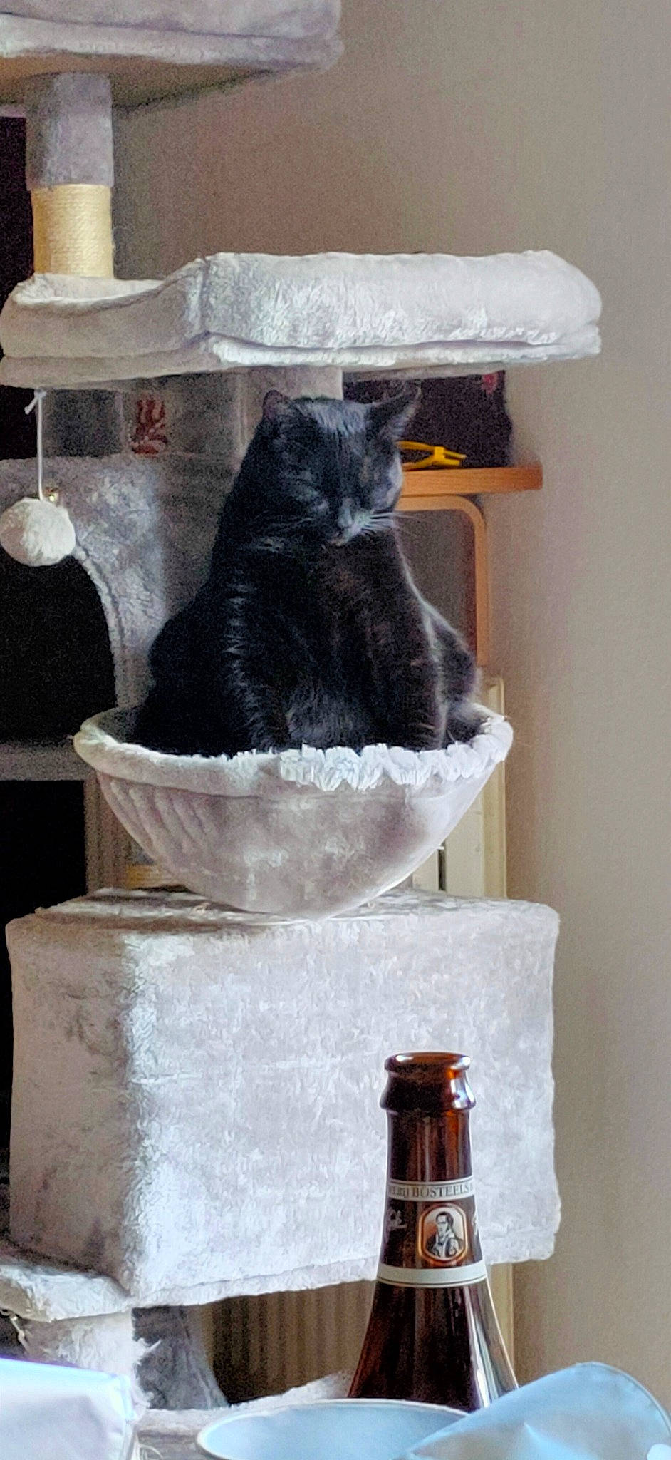 Guiness participe au concours pour gagner de l'argent avec cette photo : black_cat, british_shorthair, carnivore, cat, chartreux, domestic_short_haired_cat, european_shorthair, felidae, korat, norwegian_forest_cat, russian_blue, small_to_medium_sized_cats, whiskers