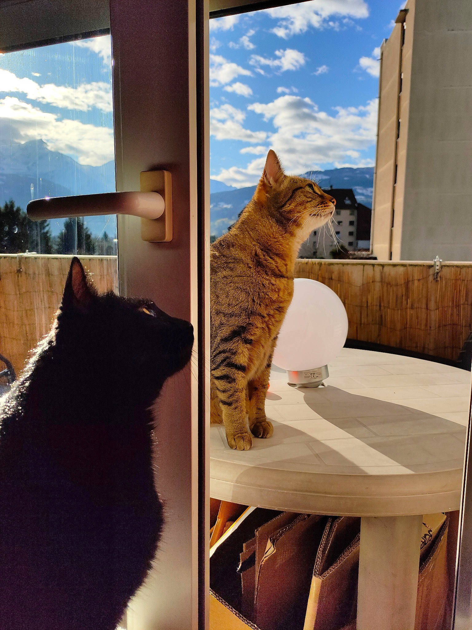 Guiness a rejoint le concours — aidez-le/la à gagner de superbes lots ! carnivore, cat, domestic_short_haired_cat, door, european_shorthair, felidae, fur, home, house, interior_design, kitten, ocicat, polydactyl_cat, sky, small_to_medium_sized_cats, sunlight, tabby_cat, tail, whiskers, window