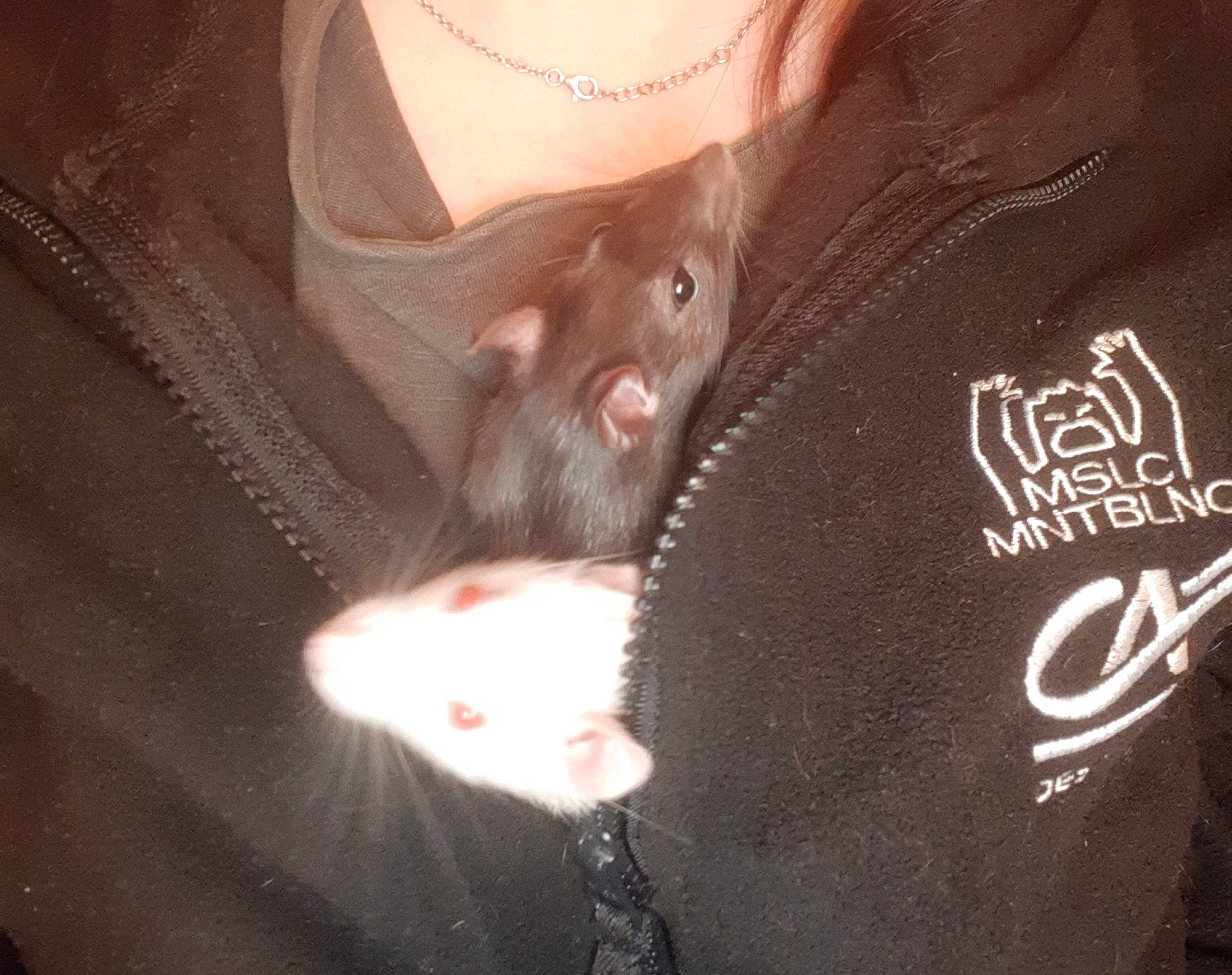 Ben Et Nuts participe au concours pour gagner de l'argent avec cette photo : ear, fur, muridae, neck, rat, rodent, whiskers