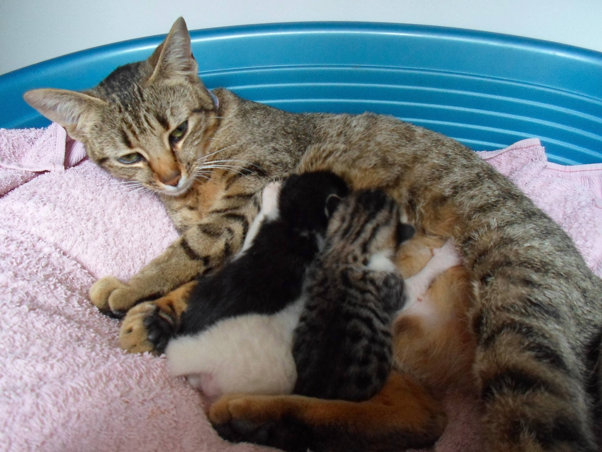 Calie participe au concours pour gagner de l'argent avec cette photo : aegean_cat, american_wirehair, arabian_mau, asian, australian_mist, california_spangled, carnivore, cat, domestic_short_haired_cat, dragon_li, european_shorthair, felidae, kitten, mammal, pixie_bob, small_to_medium_sized_cats, snout, tabby_cat, vertebrate, whiskers