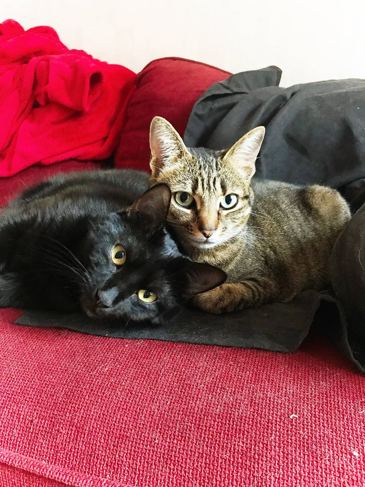 Calie a rejoint le concours — aidez-le/la à gagner de superbes lots ! american_shorthair, asian, black_cat, carnivore, cat, domestic_short_haired_cat, european_shorthair, felidae, kitten, mammal, small_to_medium_sized_cats, tabby_cat, vertebrate, whiskers