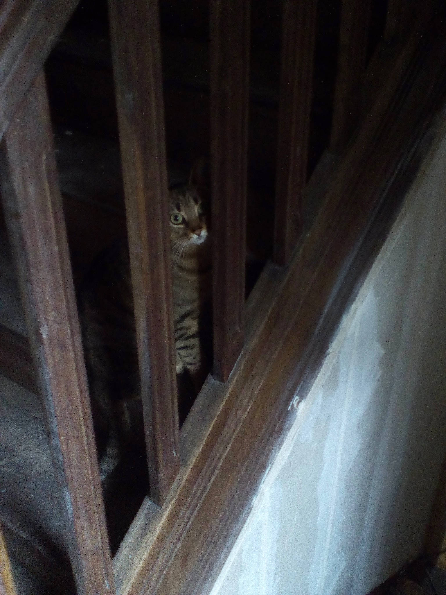 Calie a rejoint le concours — aidez-le/la à gagner de superbes lots ! cat, door, fawn, felidae, hardwood, house, room, small_to_medium_sized_cats, window, wood