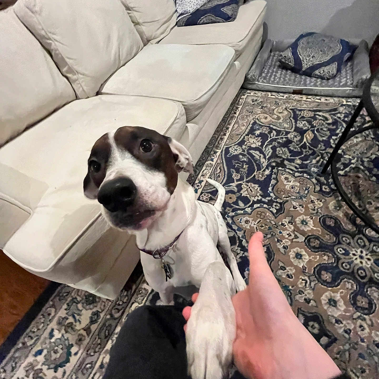 Rosie is registered to the contest to win money with this photo: animal, architecture, baby, building, canine, chair, couch, cushion, dog, furniture, homedecor, hound, indoors, interiordesign, livingroom, person, pet, pointer, puppy, room