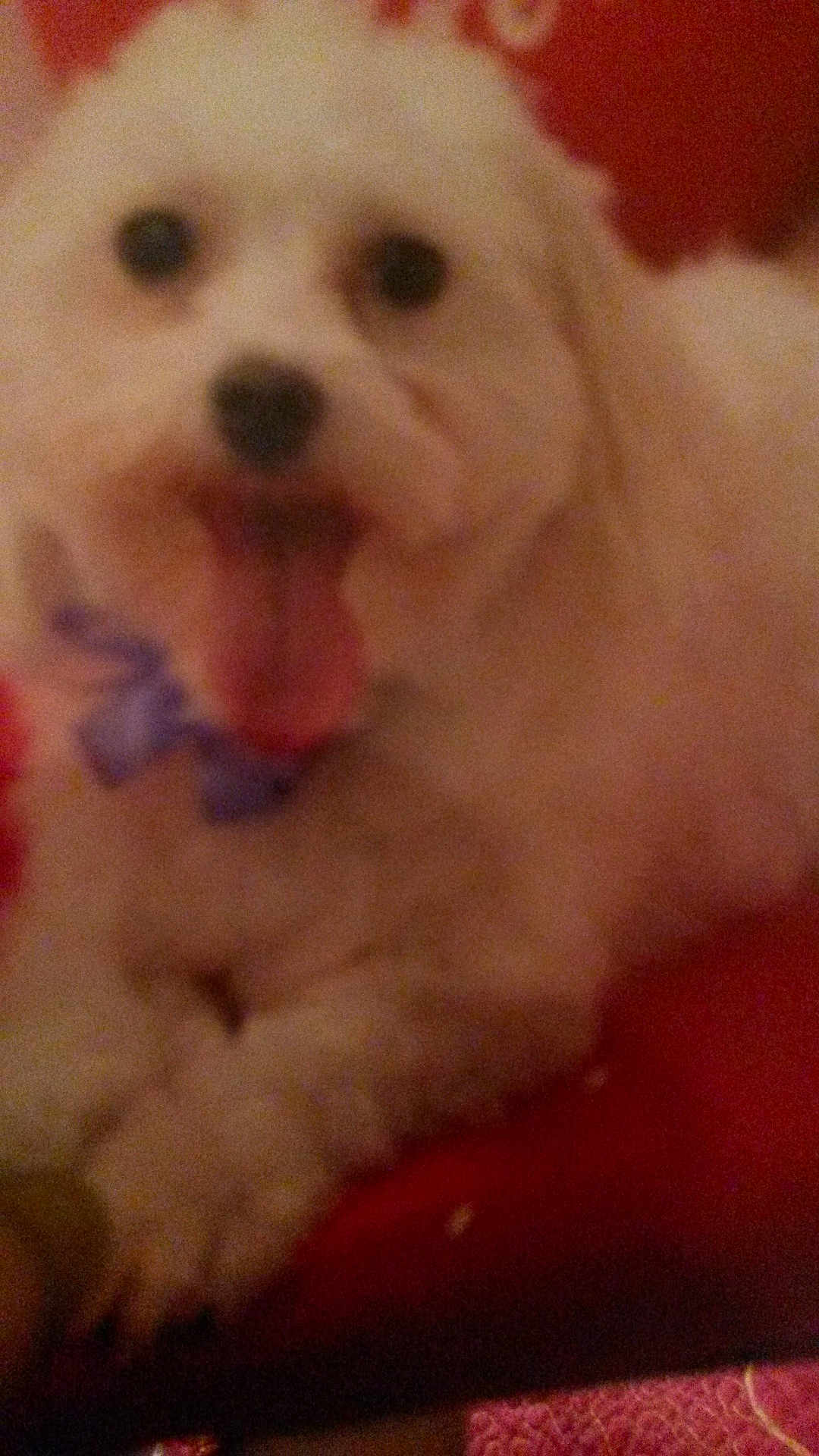 Rocky joined the competition — help win amazing prizes! dog, white_dog, pet, animal, tongue_out, bow, blur, close_up, indoor, red_background, cute, furry, happy, paw, resting, companion, domestic_animal, canine, friend, fluffy