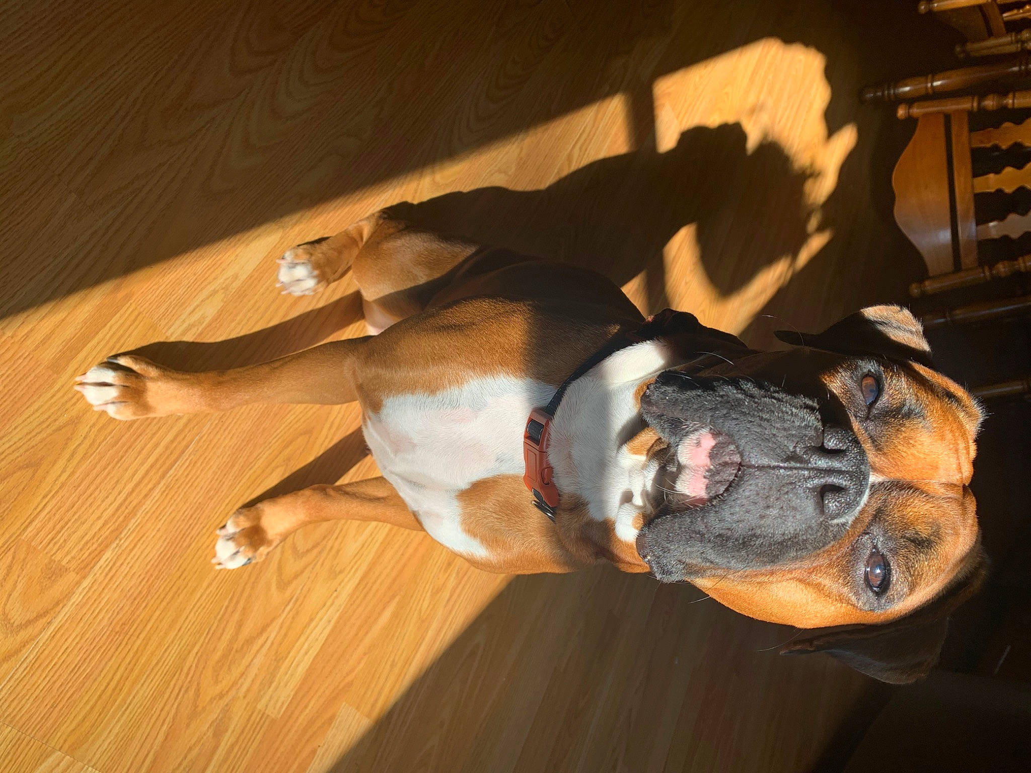 Gemma is registered to the contest to win money with this photo: bumper, canidae, comfort, companion_dog, dog_breed, fawn, flooring, fur, hardwood, hat, human_leg, knee, laminate_flooring, personal_protective_equipment, sporting_group, tail, varnish, wood, wood_flooring, wood_stain