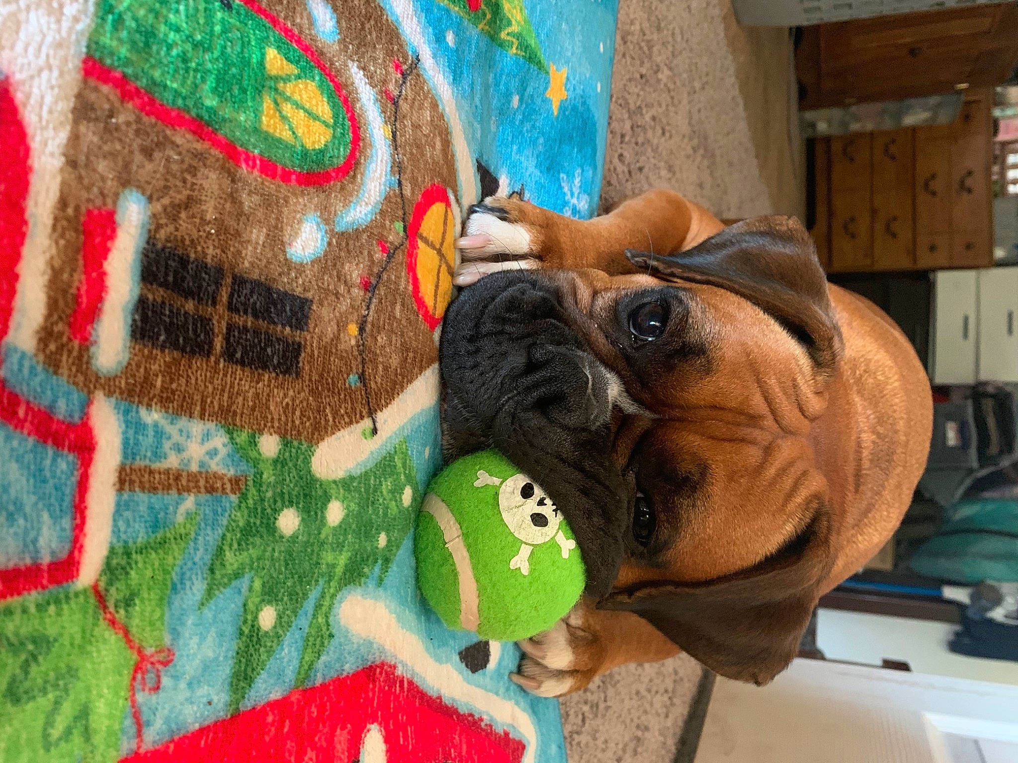 Gemma joined the competition — help win amazing prizes! art, carnivore, companion_dog, creative_arts, dog, dog_breed, fawn, flooring, graffiti, linens, mammal, pattern, snout, sporting_group, textile, vertebrate, visual_arts, wood, working_animal, wrinkle