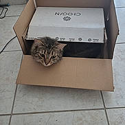 Chance a rejoint le concours — aidez-le/la à gagner de superbes lots ! cat, tabby_cat, cardboard_box, floor, tile_floor, indoor, pet, animal, curious, peeking, feline, whiskers, ears, head, home, appliance, wall, light, shadow, cozy