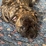 Bella participe au concours pour gagner de l'argent avec cette photo : dog, puppy, brindle, portrait, lying_down, rug, indoor, home, tile_floor, brown, black, short_hair, floppy_ears, big_eyes, looking_at_camera, cute, pet, animal, cozy, patterned_blanket