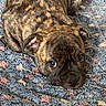 dog, puppy, brindle, portrait, lying_down, rug, indoor, home, tile_floor, brown, black, short_hair, floppy_ears, big_eyes, looking_at_camera, cute, pet, animal, cozy, patterned_blanket