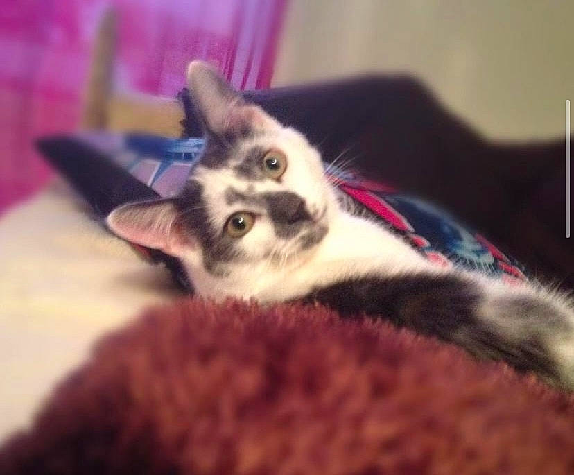 Guizmo a rejoint le concours — aidez-le/la à gagner de superbes lots ! carnivore, cat, claw, cloud, comfort, domestic_short_haired_cat, ear, eye, fawn, felidae, fur, mammal, paw, photo_caption, small_to_medium_sized_cats, snout, tail, terrestrial_animal, vertebrate, whiskers