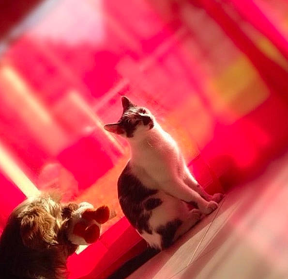 Guizmo participe au concours pour gagner de l'argent avec cette photo : art, carnivore, cat, domestic_short_haired_cat, fawn, felidae, fur, magenta, paw, petal, pink, red, sky, small_to_medium_sized_cats, snout, tail, tints_and_shades, whiskers, wildlife, wood