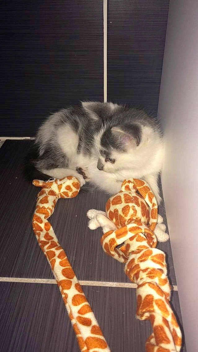 Guizmo a rejoint le concours — aidez-le/la à gagner de superbes lots ! carnivore, cat, claw, comfort, domestic_short_haired_cat, fawn, felidae, foot, fur, leg, mammal, pattern, paw, small_to_medium_sized_cats, snout, tail, terrestrial_animal, vertebrate, whiskers, wood