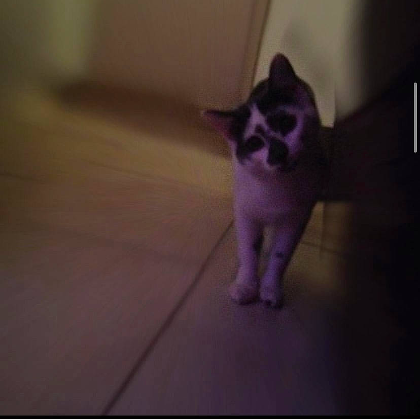 Guizmo a rejoint le concours — aidez-le/la à gagner de superbes lots ! carnivore, cat, dog_breed, domestic_short_haired_cat, fawn, felidae, floor, flooring, foot, fur, hardwood, human_leg, iris, paw, sky, small_to_medium_sized_cats, snout, tail, whiskers, wood