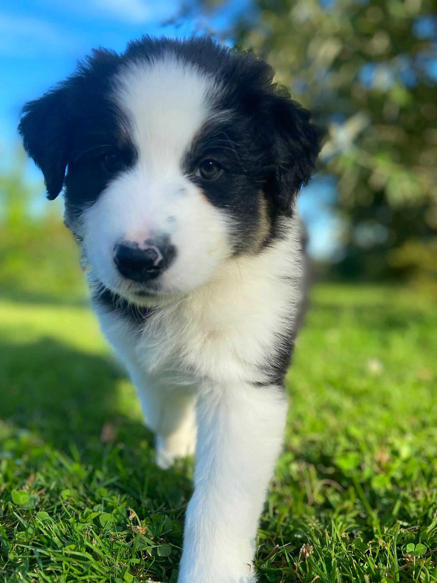 Tetris participe au concours pour gagner de l'argent avec cette photo : australian_collie, australian_shepherd, border_collie, canidae, carnivore, cloud, companion_dog, dog, dog_breed, grass, grassland, herding_dog, natural_landscape, plant, puppy, sky, sporting_group, terrestrial_animal, working_animal, working_dog