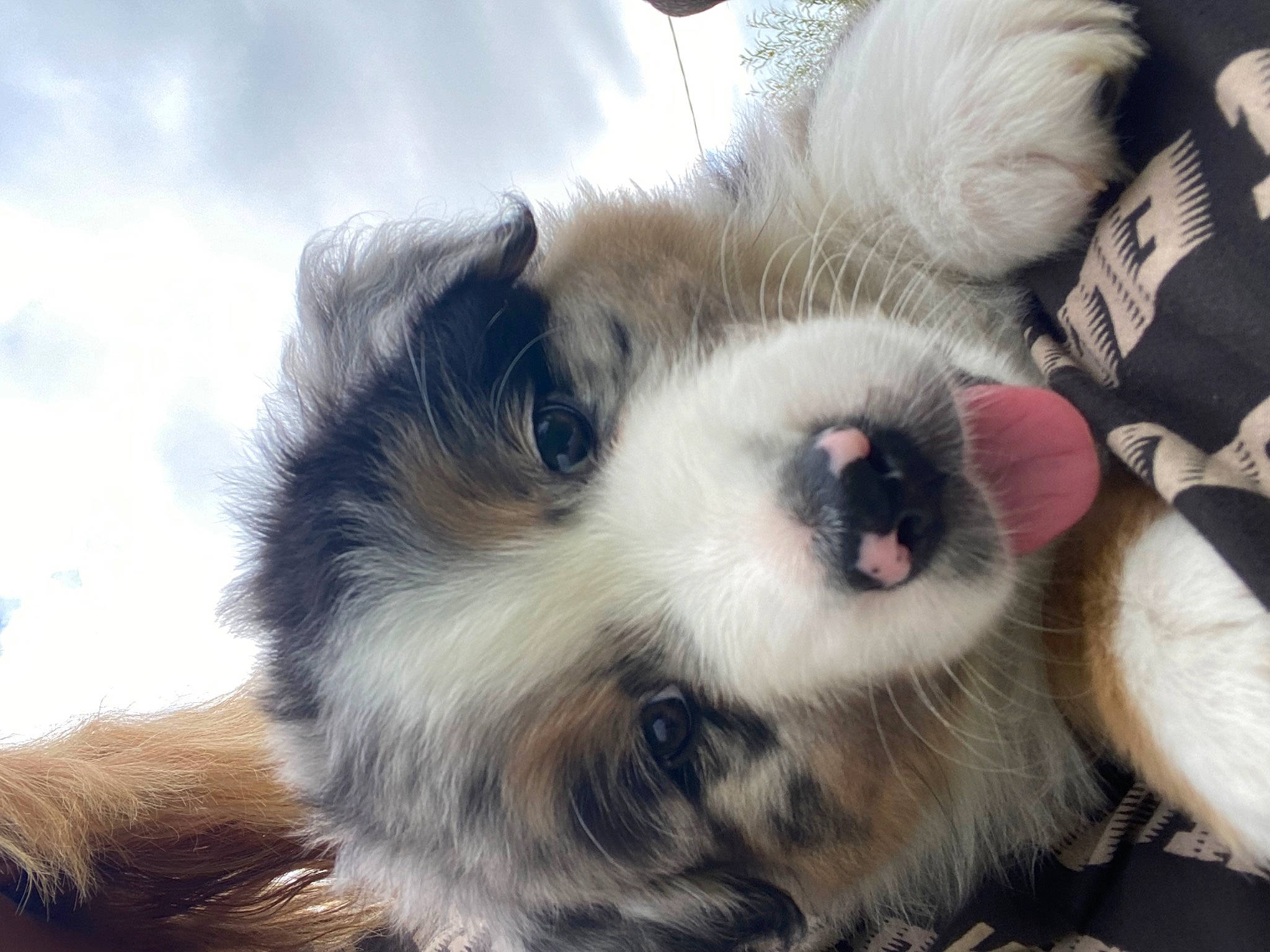 Texas a rejoint le concours — aidez-le/la à gagner de superbes lots ! canidae, carnivore, claw, companion_dog, dog, dog_breed, fawn, felidae, foot, fur, non_sporting_group, paw, puppy, small_to_medium_sized_cats, sporting_group, terrestrial_animal, toe, toy_dog, whiskers, working_dog