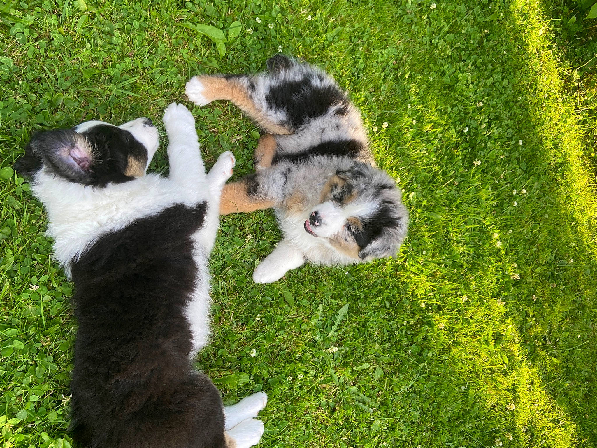 Texas participe au concours pour gagner de l'argent avec cette photo : carnivore, cat, claw, companion_dog, dog_breed, domestic_short_haired_cat, felidae, fur, grass, grassland, groundcover, lawn, lemur, paw, plant, small_to_medium_sized_cats, tail, terrestrial_animal, whiskers, wildlife