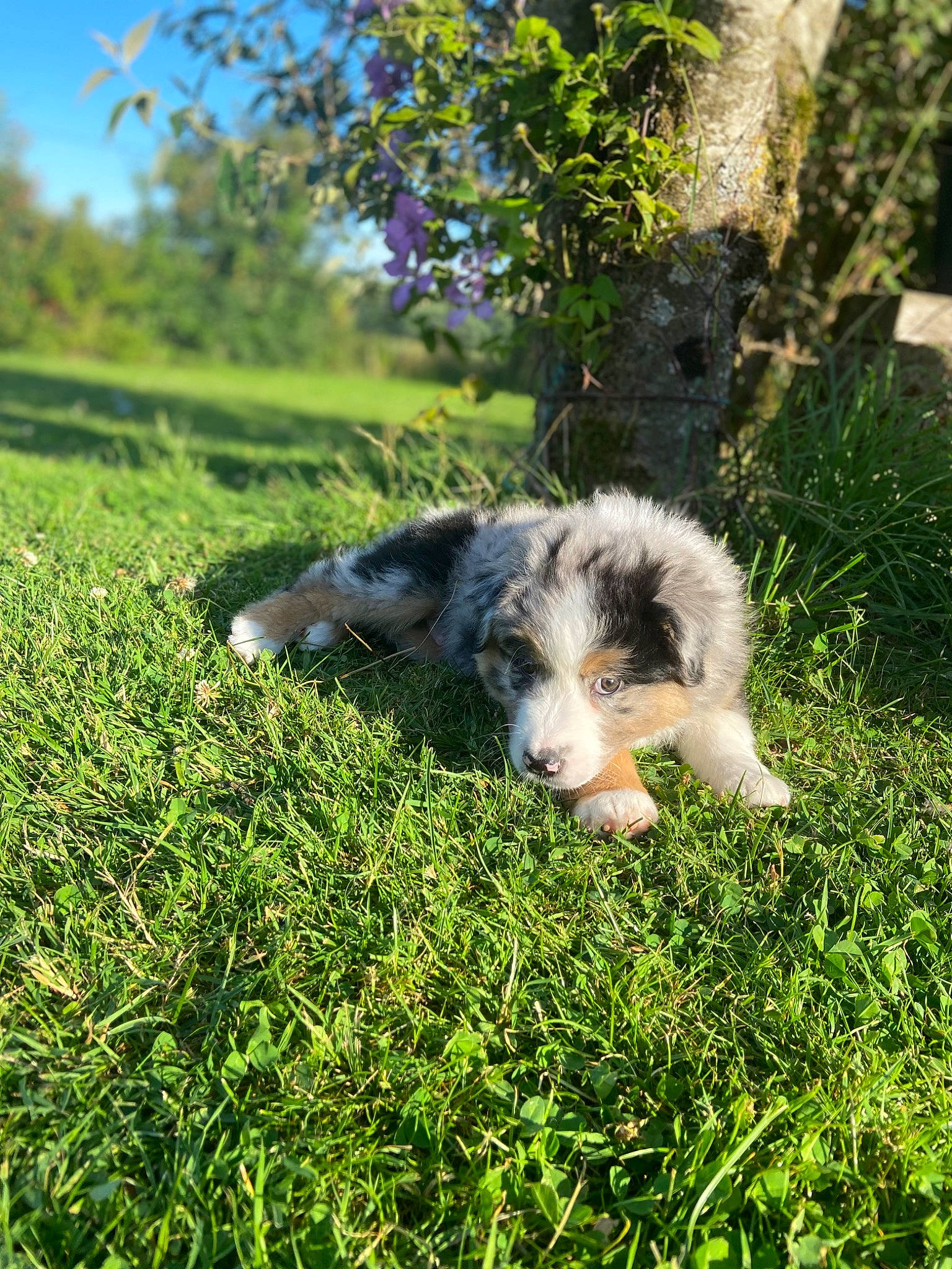 Texas a rejoint le concours — aidez-le/la à gagner de superbes lots ! australian_shepherd, canidae, carnivore, companion_dog, dog, dog_breed, grass, grassland, groundcover, herding_dog, natural_landscape, pasture, plant, sky, snout, sporting_group, tail, terrestrial_animal, tree, working_animal