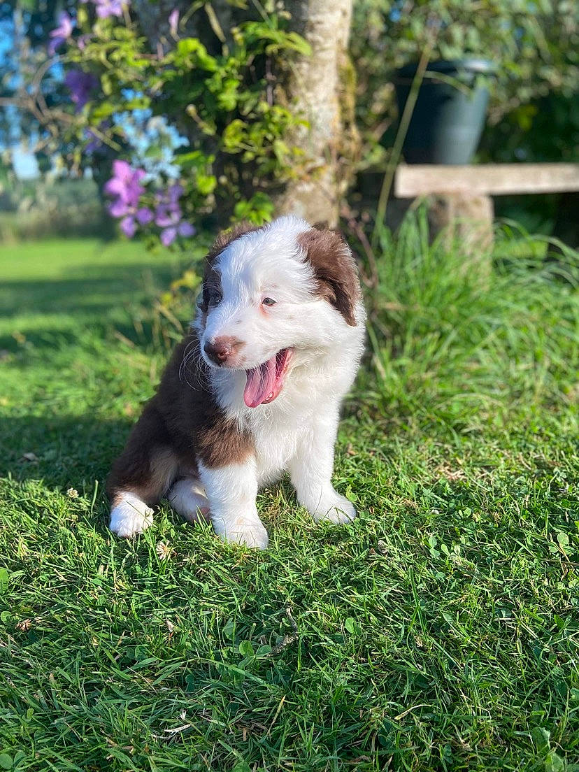 Tropico a rejoint le concours — aidez-le/la à gagner de superbes lots ! canidae, carnivore, companion_dog, dog, dog_breed, fawn, flowerpot, garden, grass, groundcover, lawn, non_sporting_group, plant, puppy, sporting_group, tail, whiskers, working_dog, yard