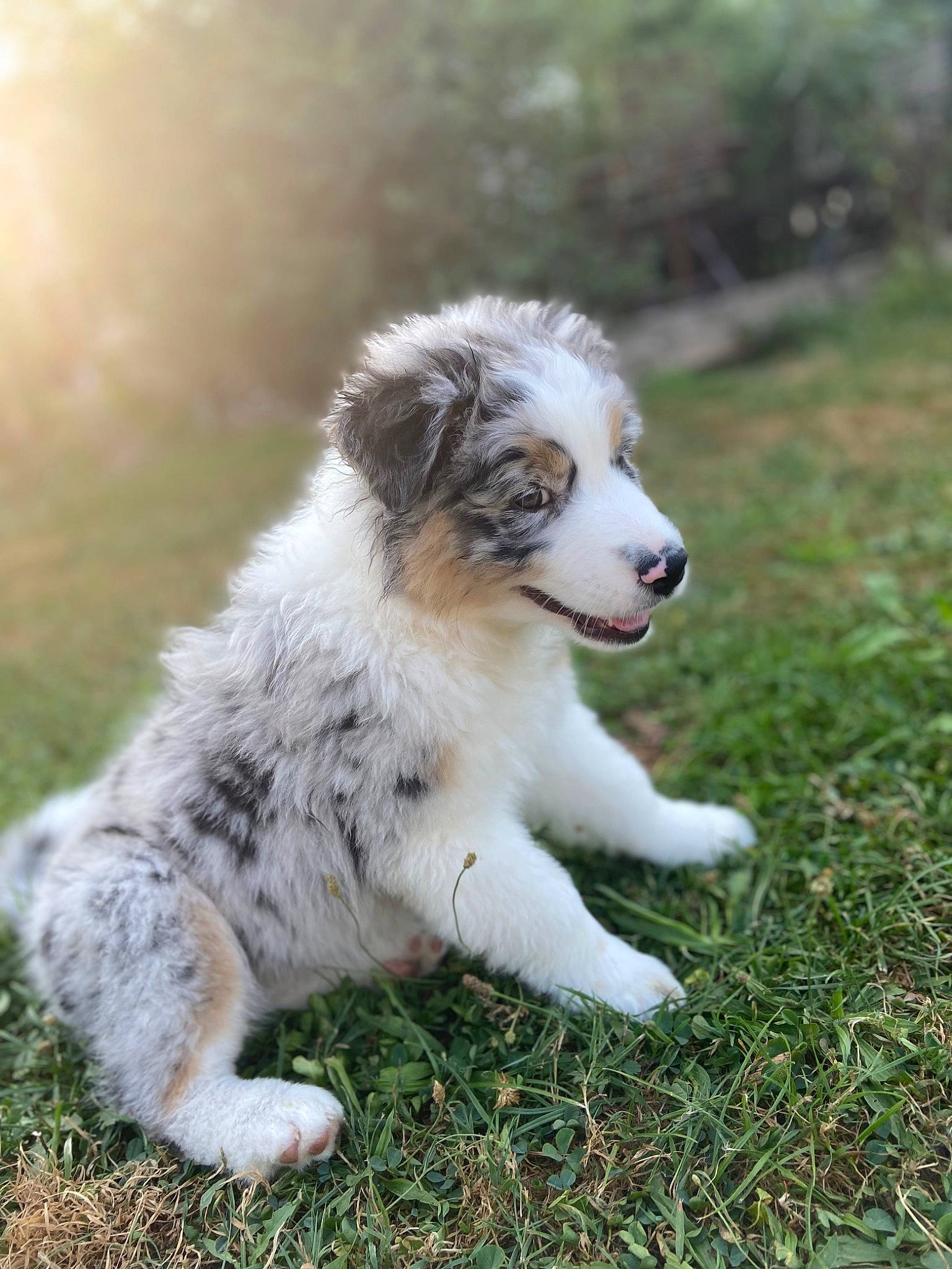 Tampa a rejoint le concours — aidez-le/la à gagner de superbes lots ! australian_collie, australian_shepherd, bored, canidae, carnivore, companion_dog, dog, dog_breed, fur, grass, grassland, herding_dog, plant, snout, sporting_group, terrestrial_animal, whiskers, working_dog