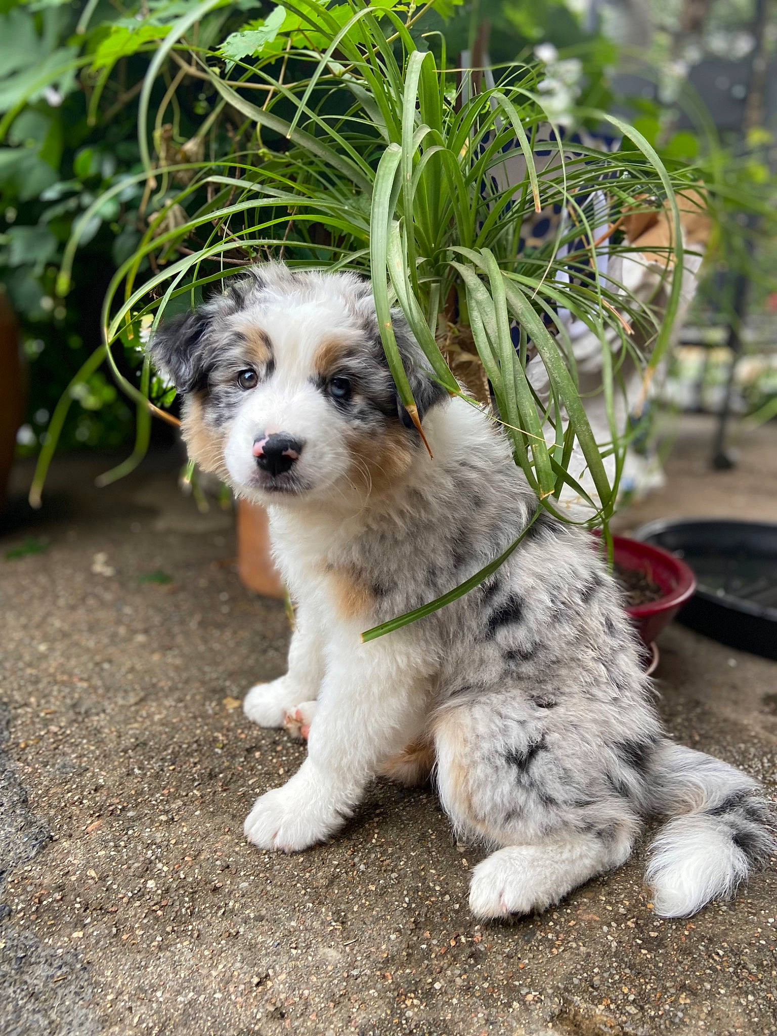 Tampa participe au concours pour gagner de l'argent avec cette photo : canidae, carnivore, companion_dog, dog, dog_breed, dog_collar, fawn, grass, leash, plant, rock, small_terrier, snout, soil, sporting_group, tail, terrier, toy_dog, whiskers, working_animal