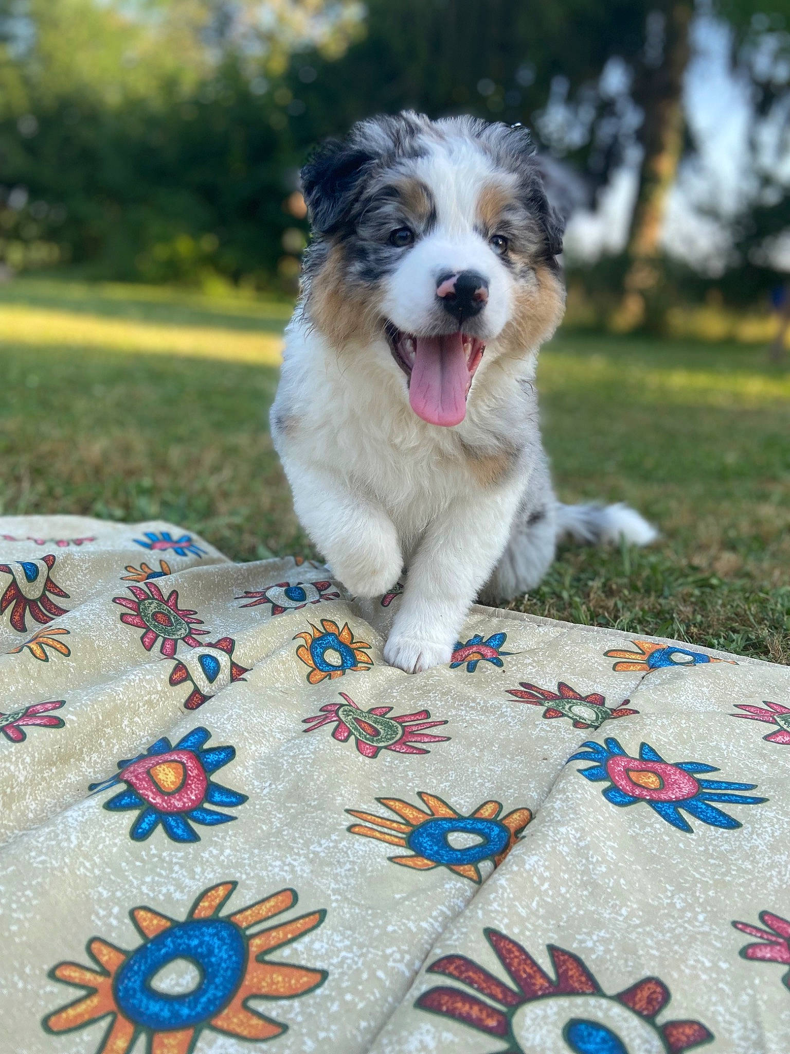 Tampa participe au concours pour gagner de l'argent avec cette photo : border_collie, carnivore, companion_dog, dog, dog_breed, electric_blue, flooring, grass, herding_dog, leisure, linens, pattern, plant, recreation, sporting_group, summer, tablecloth, tree, working_dog