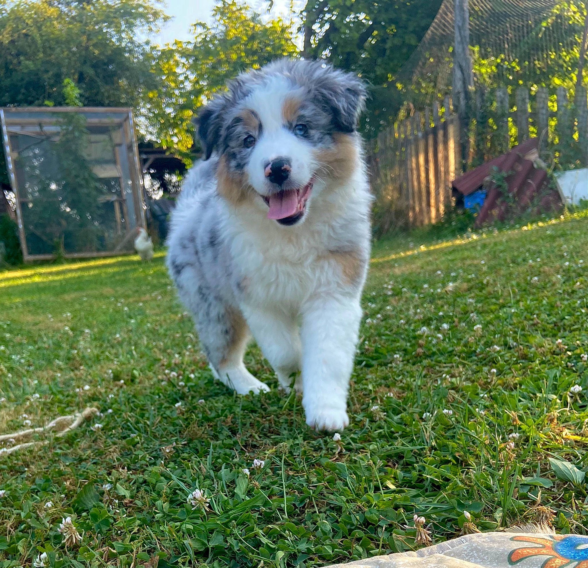 Tampa a rejoint le concours — aidez-le/la à gagner de superbes lots ! australian_collie, australian_shepherd, canidae, carnivore, companion_dog, dog, dog_breed, fence, grass, groundcover, herding_dog, home_fencing, lawn, plant, sporting_group, tail, terrestrial_animal, tree, whiskers, working_dog