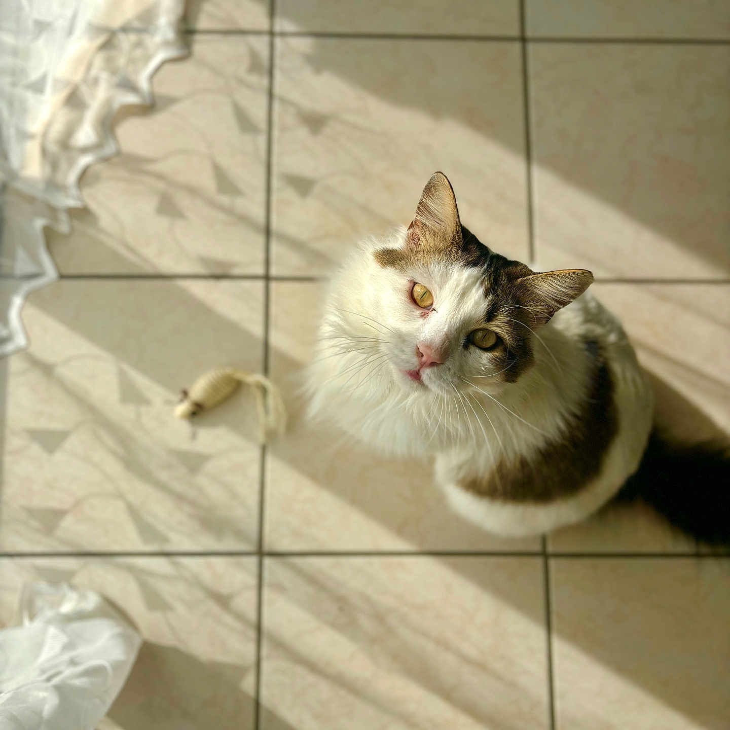 Ti Garçon a rejoint le concours — aidez-le/la à gagner de superbes lots ! animal, brown, cat, cozy, curious, feline, fluffy, golden_eyes, home, indoor, looking_up, pet, playful, quiet, shadow, soft_light, sunlight, tiled_floor, toy_mouse, white