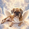 dog, angel_wings, halo, clouds, heaven, staircase, sky, sunlight, fluffy, cute, pet, animal, portrait, fantasy, serene, peaceful, bright, white, brown, lying_down