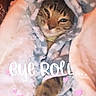cat, animal, pet, fur, clothing, hoodie, ears, cute, expression, eye_roll, pink_hearts, text_overlay, cozy, indoor, portrait, feline, snuggled, soft_texture, warm, closeup