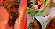 A'Million is registered to the contest to win money with this photo: cat, kitten, blanket, dinosaur_hood, cozy, cute, sleeping, fur, paws, animal, pet, snuggled, warm_lighting, indoor, closeup, adorable, fur_pattern, resting, soft_texture, text_overlay