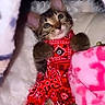 kitten, cat, tabby, red_outfit, bandana_pattern, blanket, pink_blanket, white_blanket, cozy, snuggled, cute, pet, animal, indoor, fur, small, resting, looking_up, curious, soft