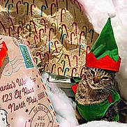 A'Million joined the competition — help win amazing prizes! cat, christmas, holiday, elf_costume, hat, letter, santa, north_pole, wrapping_paper, candy_cane, snow, cotton, festive, pet, animal, costume, indoor, cute, tabby, decoration