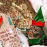 cat, christmas, holiday, elf_costume, hat, letter, santa, north_pole, wrapping_paper, candy_cane, snow, cotton, festive, pet, animal, costume, indoor, cute, tabby, decoration
