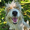 Moki participe au concours pour gagner de l'argent avec cette photo : animal, canine, closeup, dog, fluffy, fur, grass, greenery, happy, nature, nose, outdoor, pet, playful, portrait, scruffy, smiling, sunlight, tongue, tongue_out