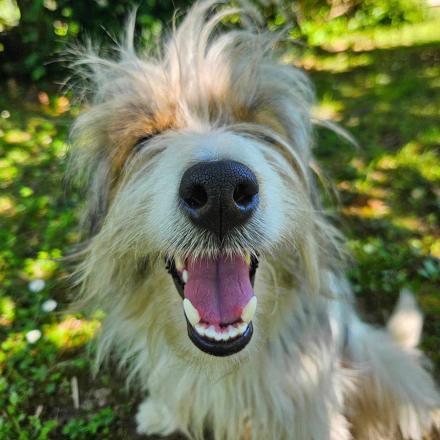 Moki