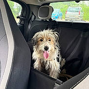 Moki a rejoint le concours — aidez-le/la à gagner de superbes lots ! animal, backseat, canine, car_interior, cute, daylight, dog, fur, greenery, happy, headrest, parked_cars, pet, scruffy, seat, seatbelt, tongue_out, transport, vehicle, window